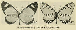 Image de Telipna hollandi Joicey & Talbot 1921