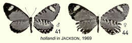 Image de Telipna hollandi Joicey & Talbot 1921