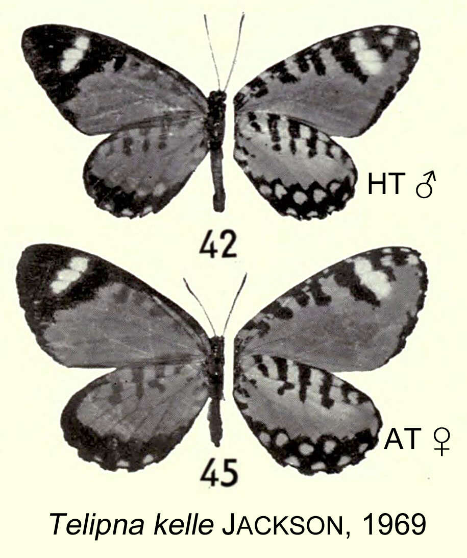 Image de Telipna hollandi Joicey & Talbot 1921