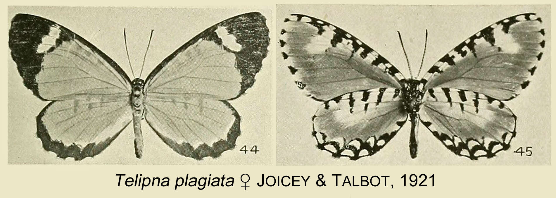 Image of Telipna plagiata Joicey & Talbot 1921