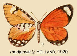 Image de Telipna plagiata Joicey & Talbot 1921