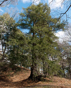 Image of eastern hemlock