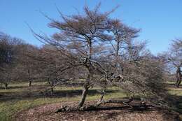 Image of Cockspur Hawthorn