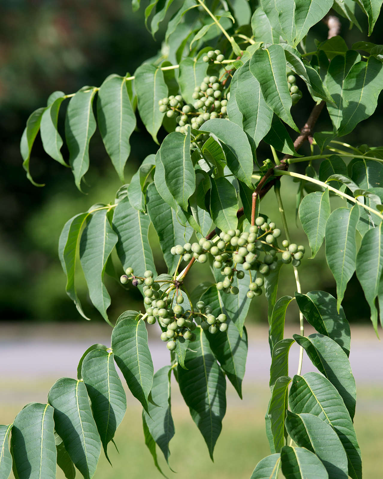 Image of corktree