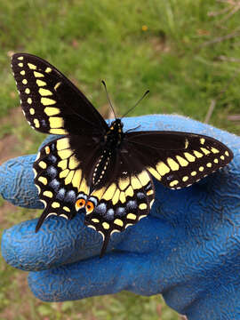 Image of Black Swallowtail