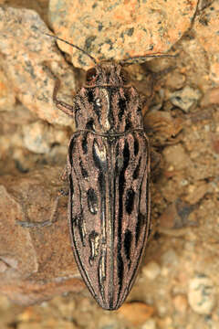 Image of Western Sculptured Pine Borer