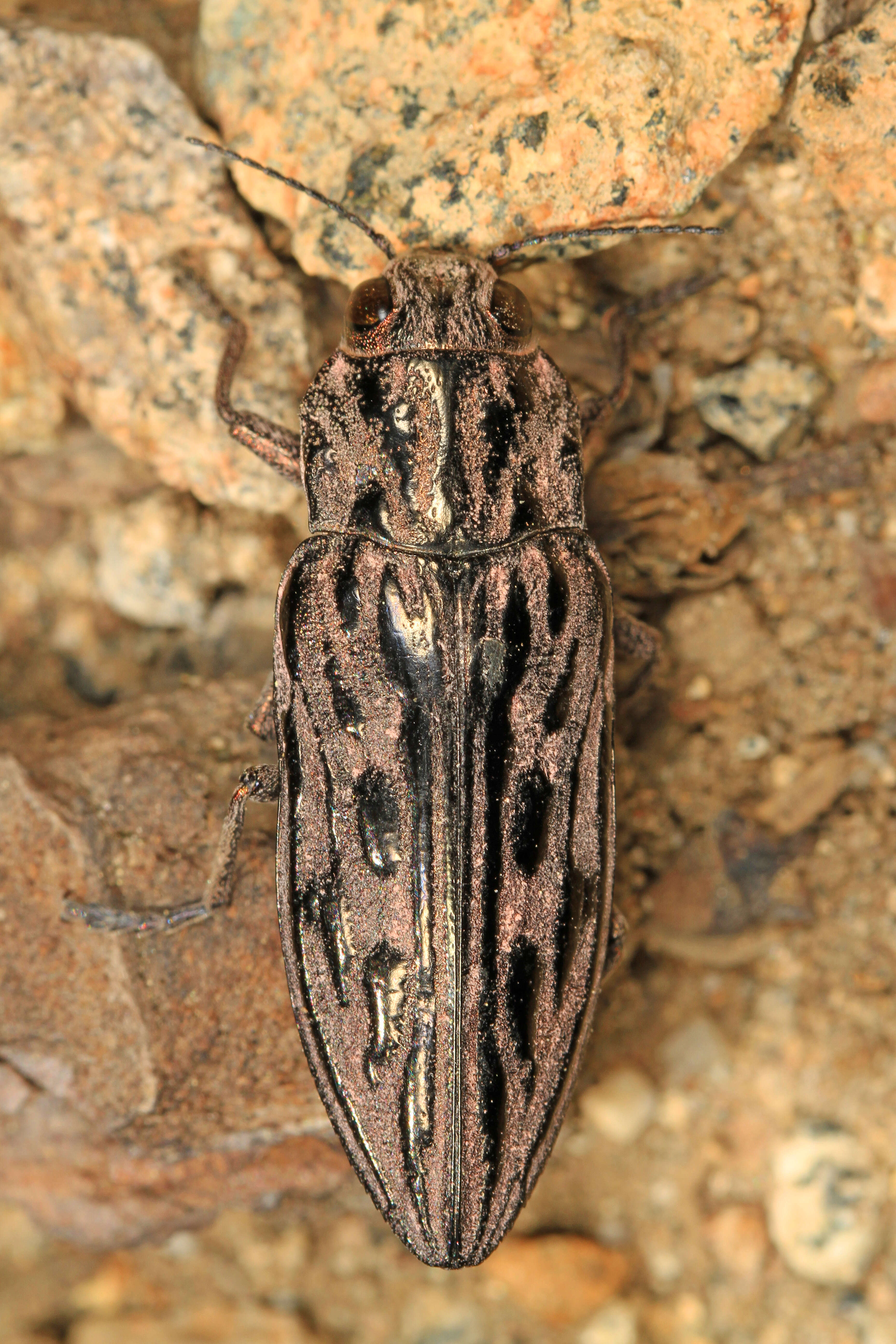 Image of Western Sculptured Pine Borer