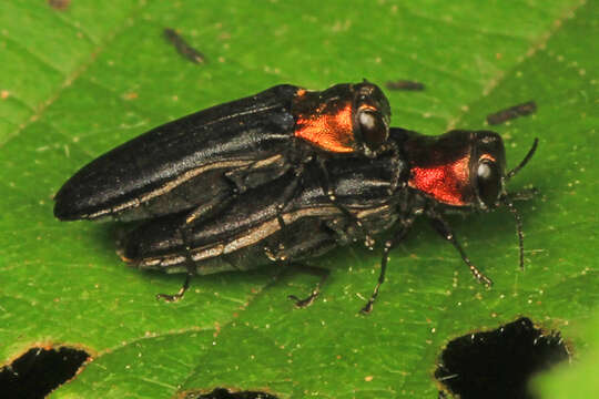 Image of Red-necked Cane Borer