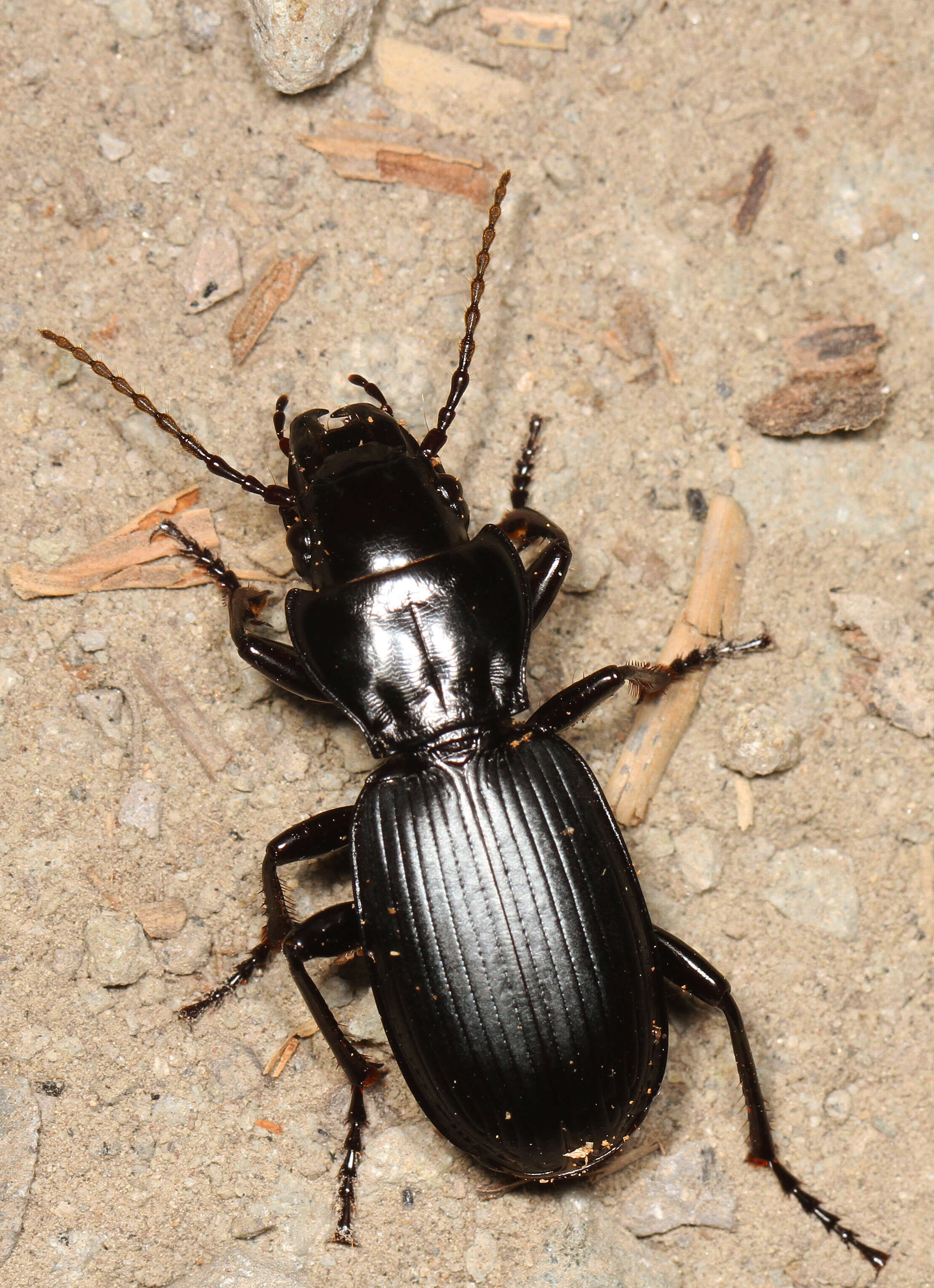 Image of Pterostichus (Hypherpes) lama (Ménétriés 1843)