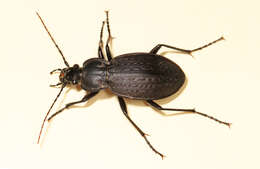 Imagem de Carabus (Carabus) vinctus (Weber 1801)