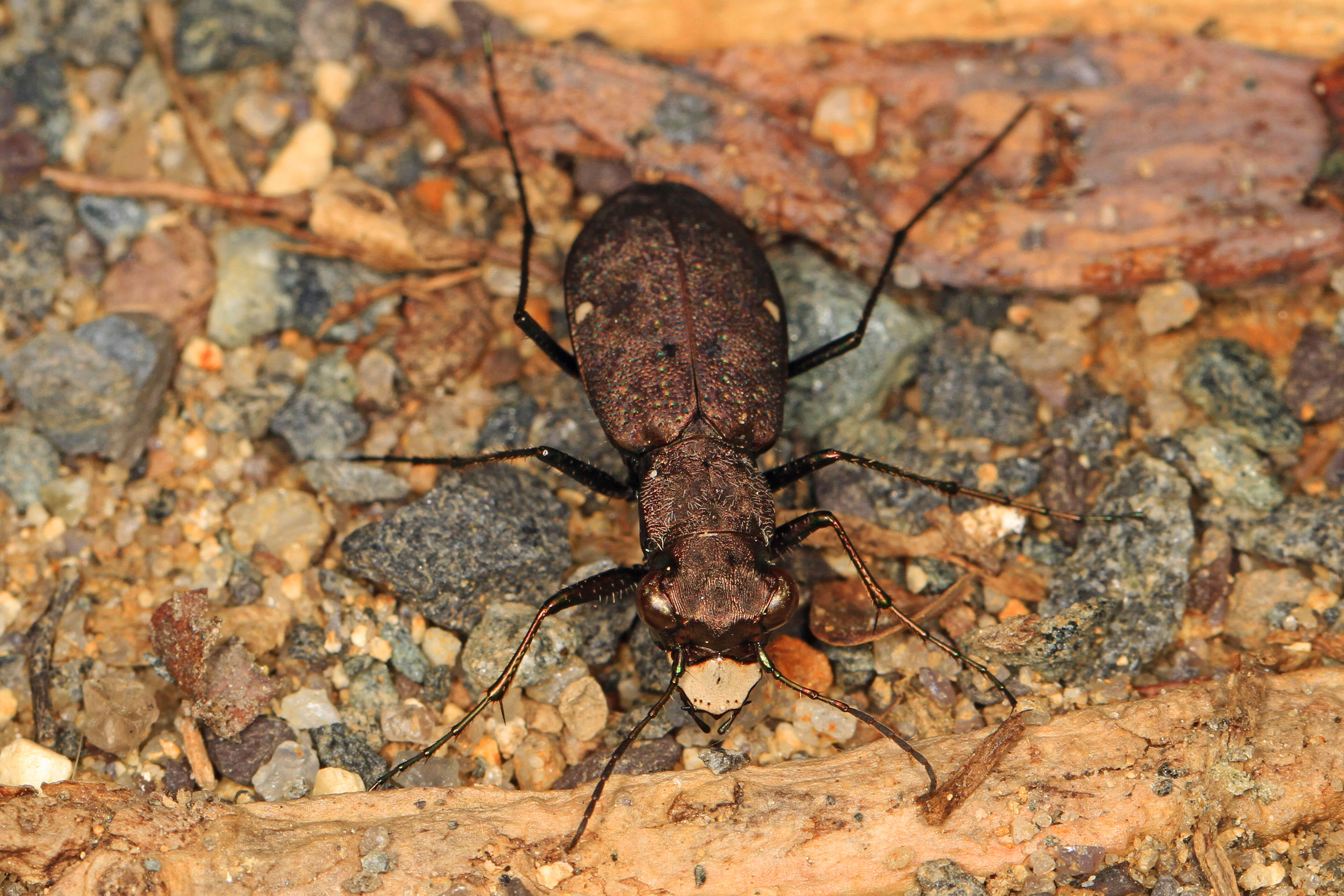 Image of One-spotted Tiger Beetle