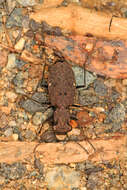 Image of One-spotted Tiger Beetle