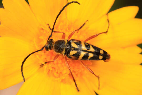 Image of Zebra Longhorn