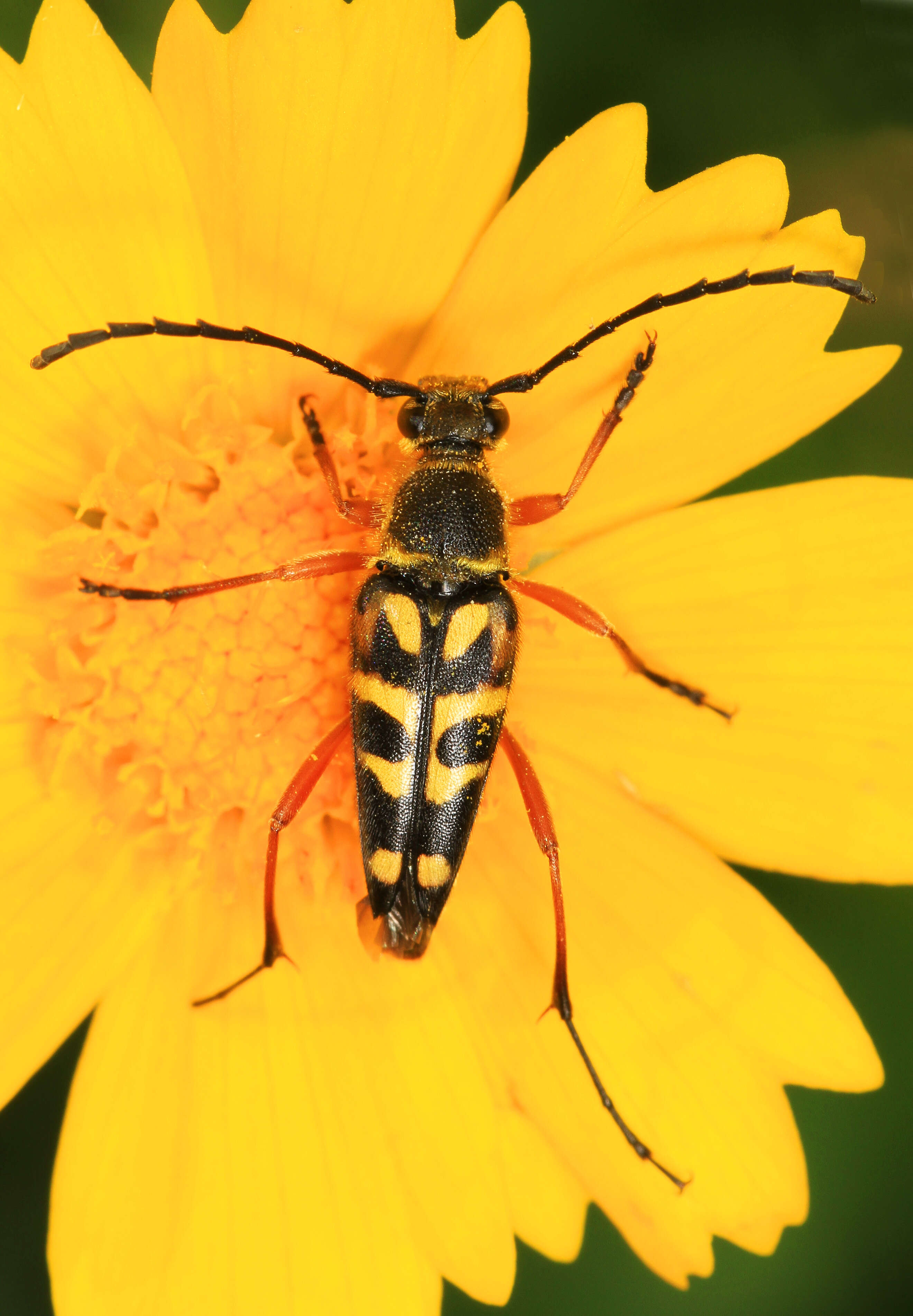 Image of Zebra Longhorn