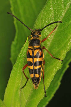 Image of Banded Longhorn