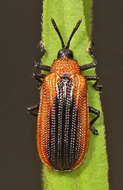 Image of Locust Leaf Miner