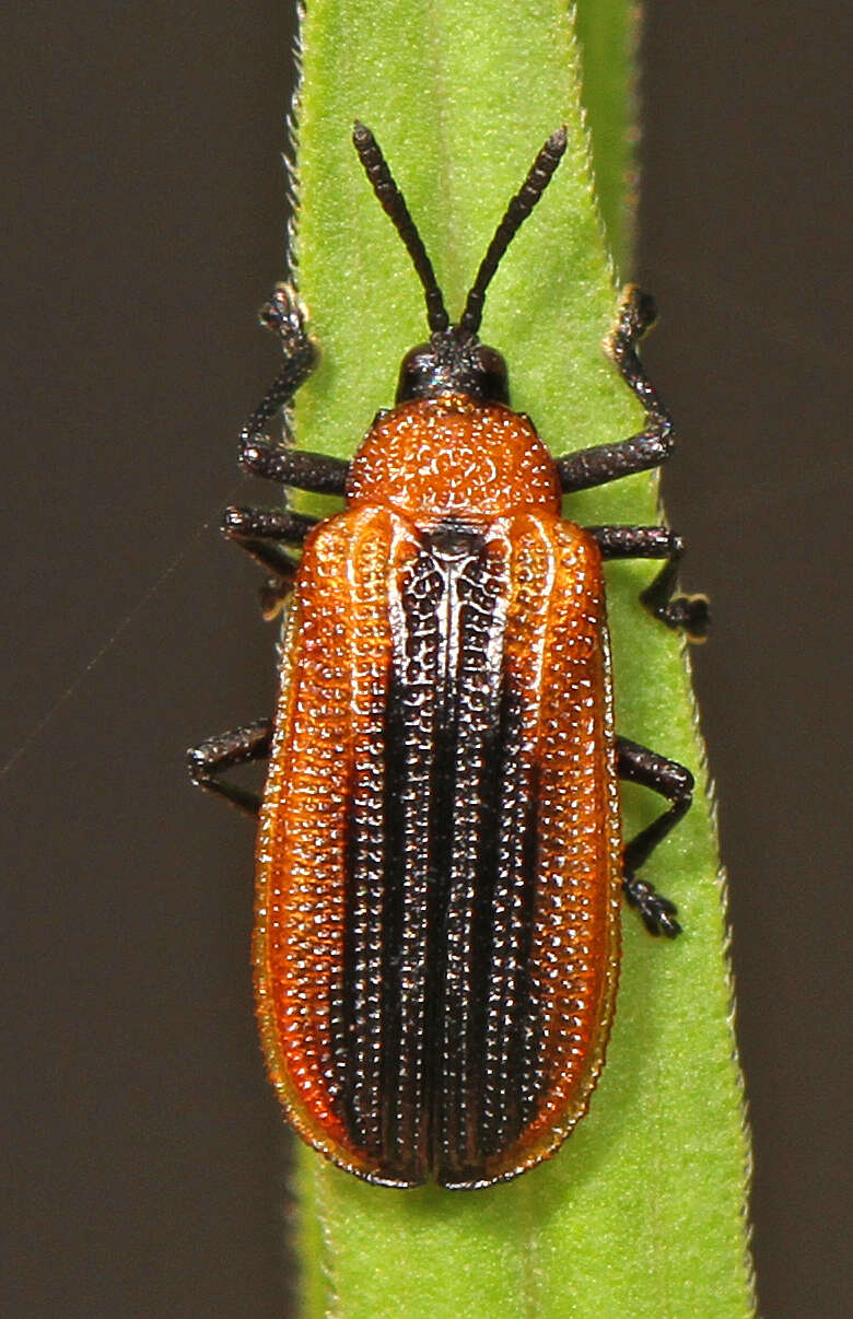 Image of Locust Leaf Miner