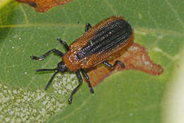 Image of Locust Leaf Miner