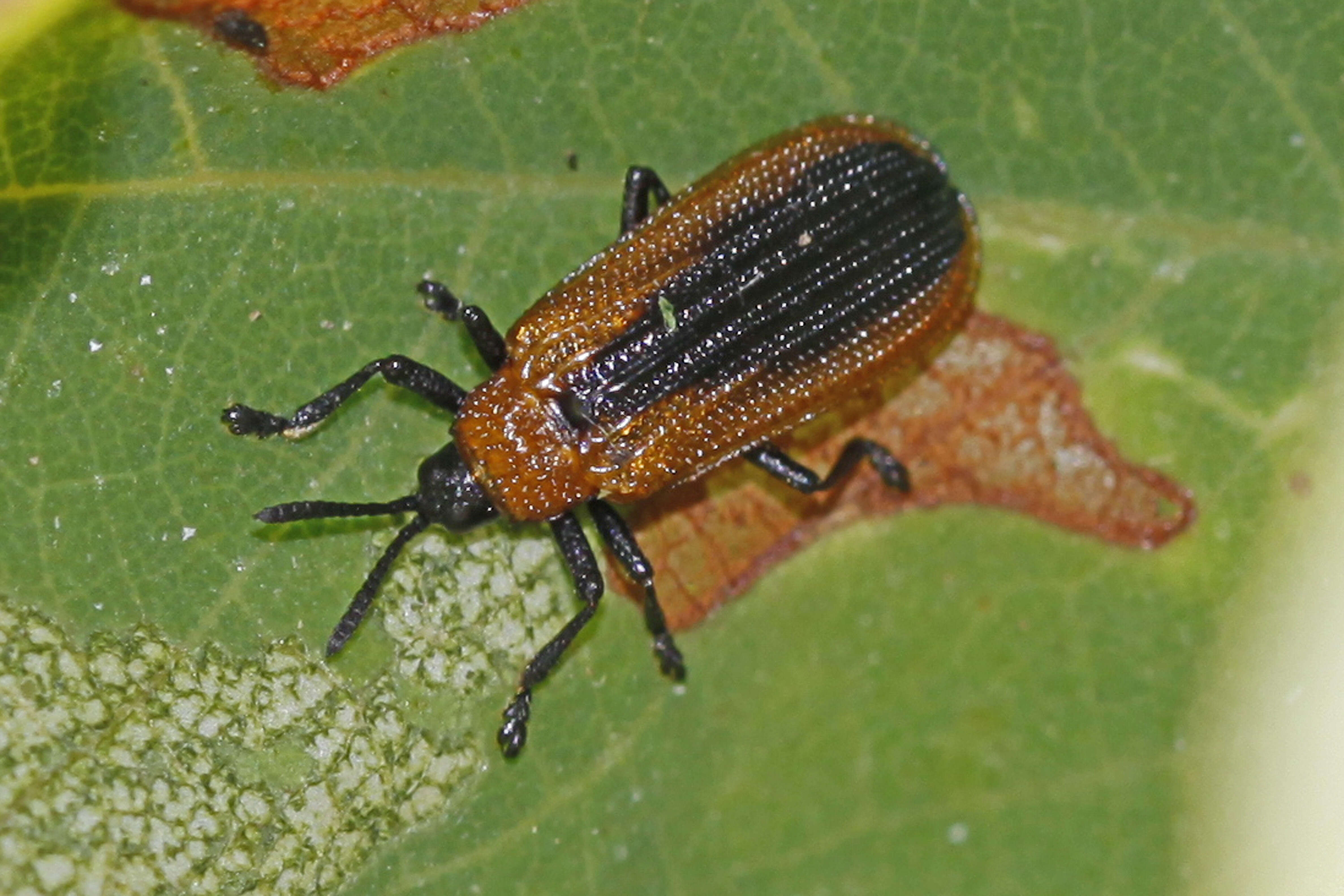 Image of Locust Leaf Miner