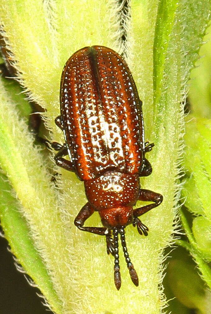 Microrhopala vittata (Fabricius 1798)的圖片