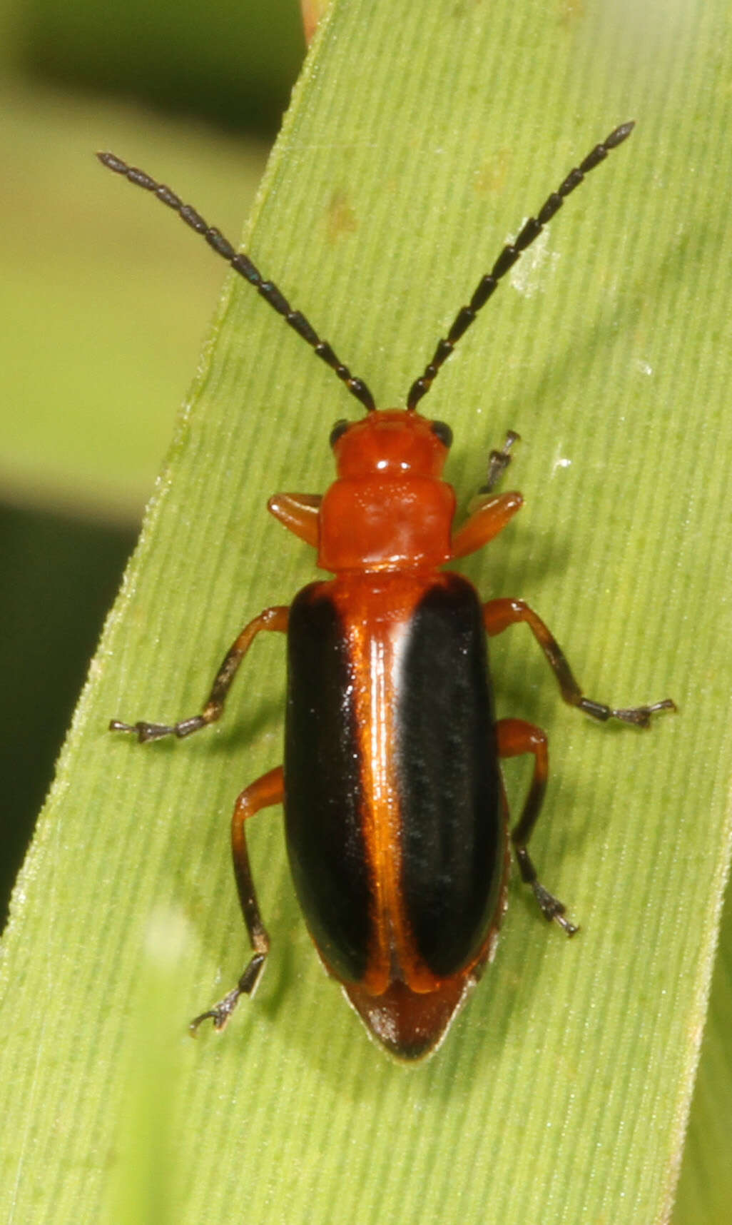 Image of Phyllobrotica limbata (Fabricius 1801)