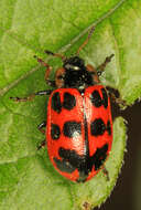 Image of Alder Leaf Beetle