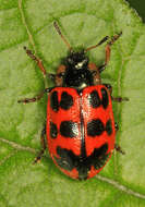 Image of Alder Leaf Beetle