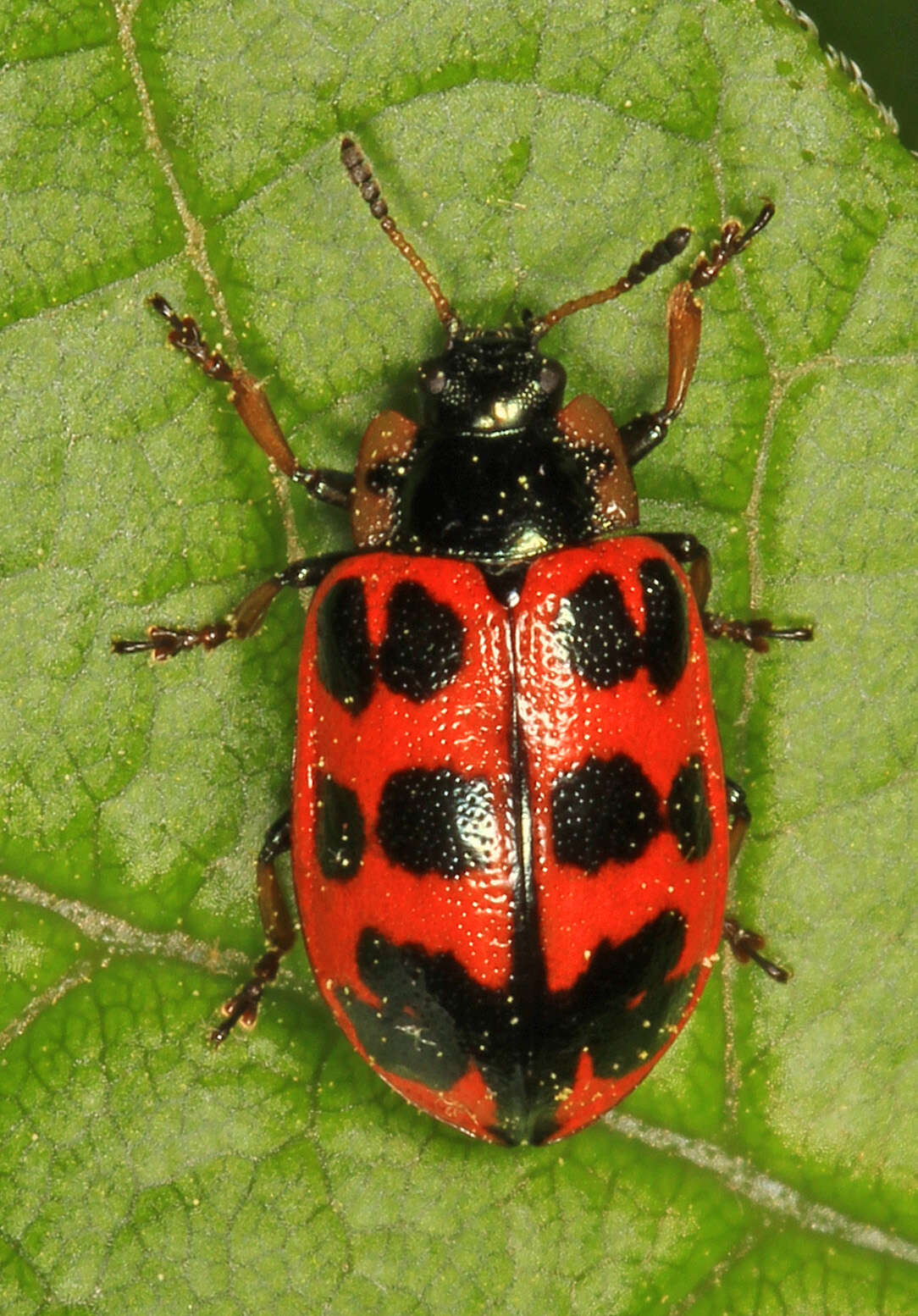 Sivun Chrysomela (Macrolina) interrupta Fabricius 1801 kuva