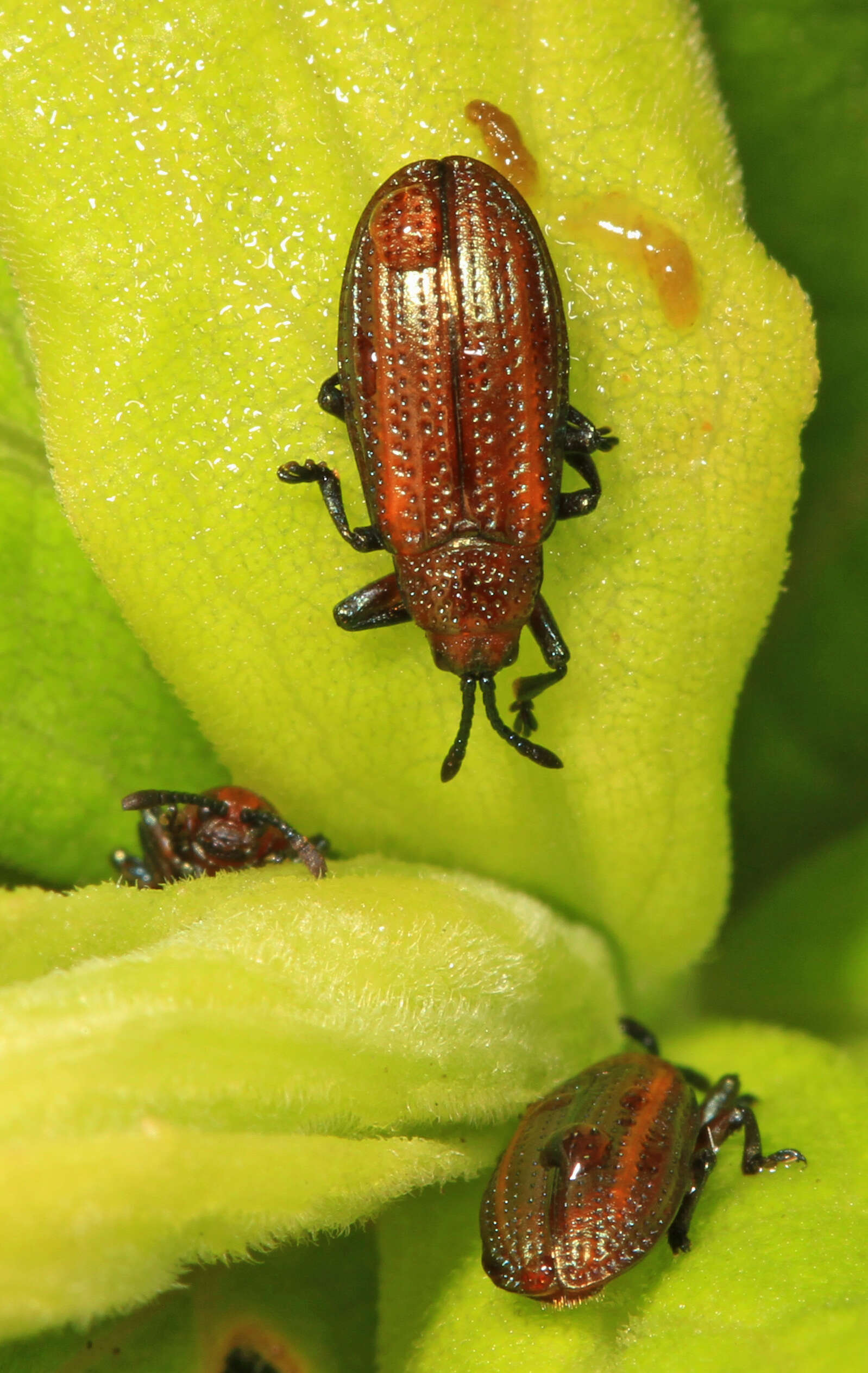 Microrhopala vittata (Fabricius 1798)的圖片