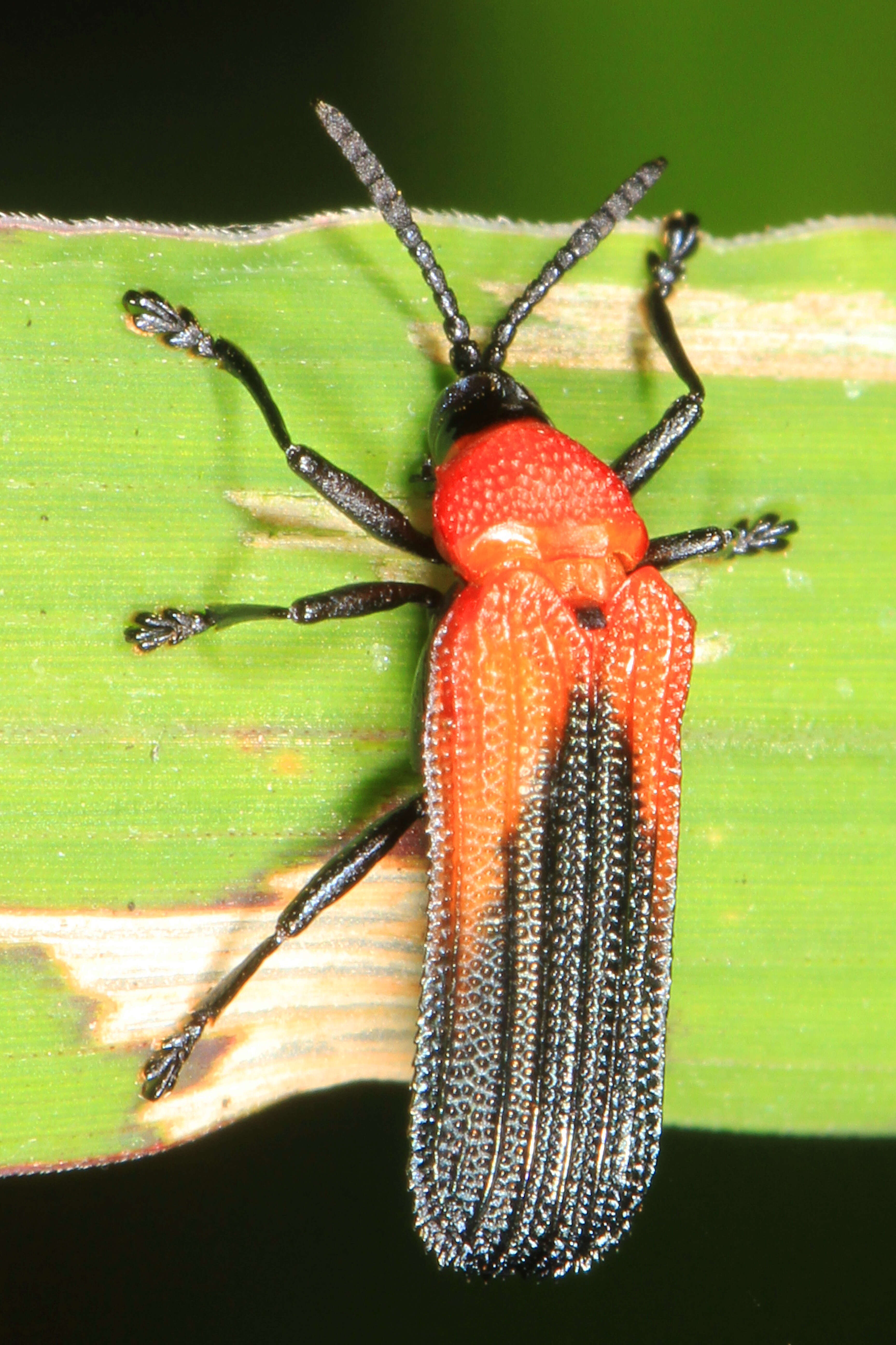 Plancia ëd Chalepus sanguinicollis (Linnaeus 1771)