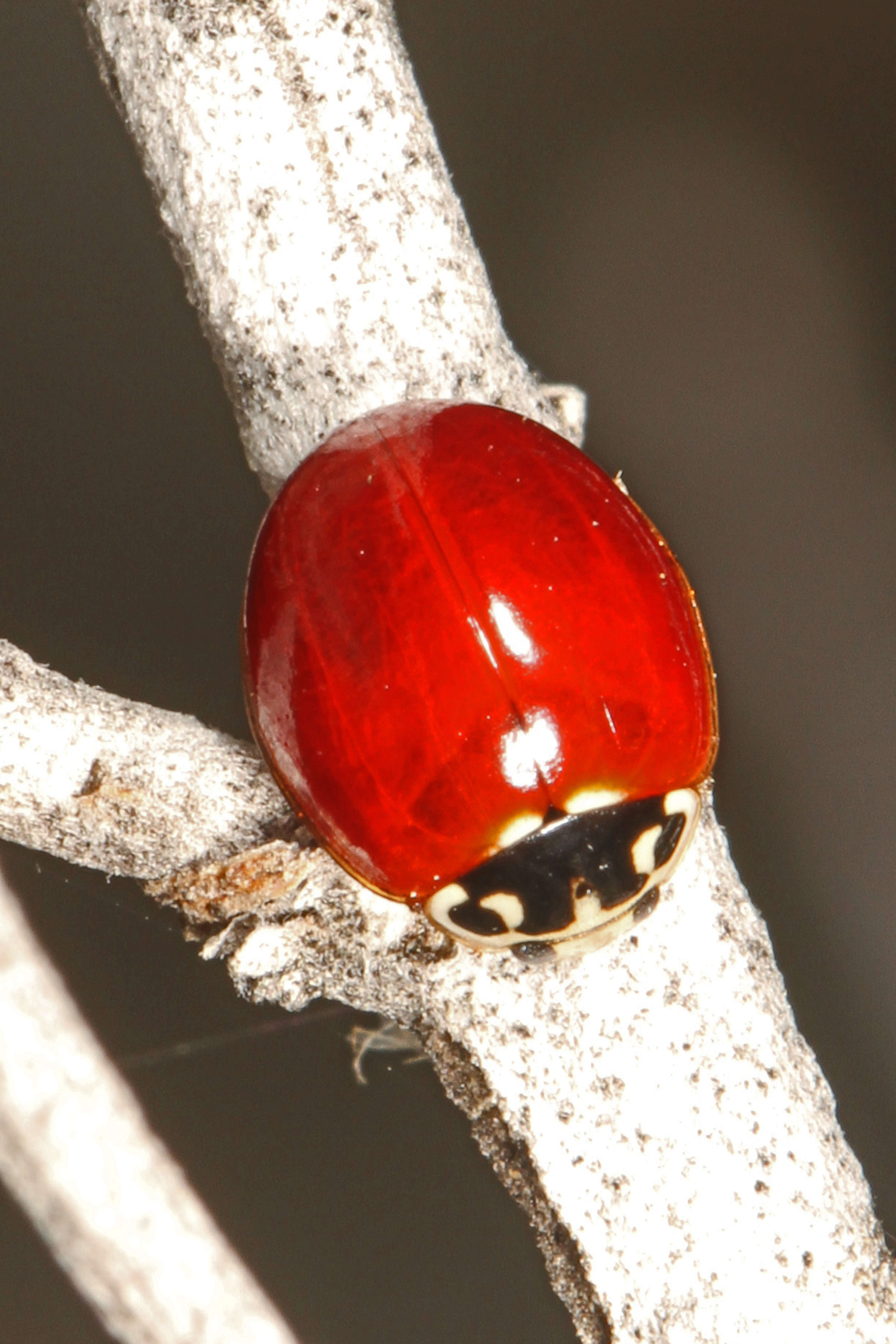 Image of Western Blood-Red Lady Beetle