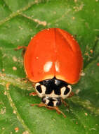 Image of Spotless Lady Beetles