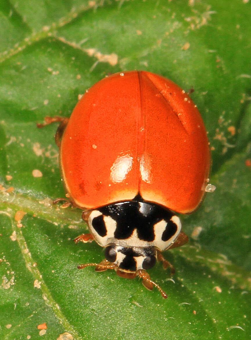 Image of Spotless Lady Beetles