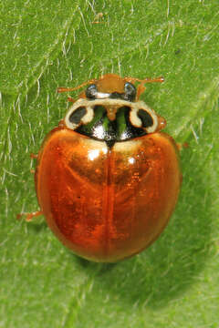 Image of Spotless Lady Beetles