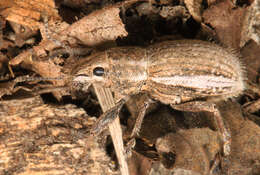 Image of Weevil