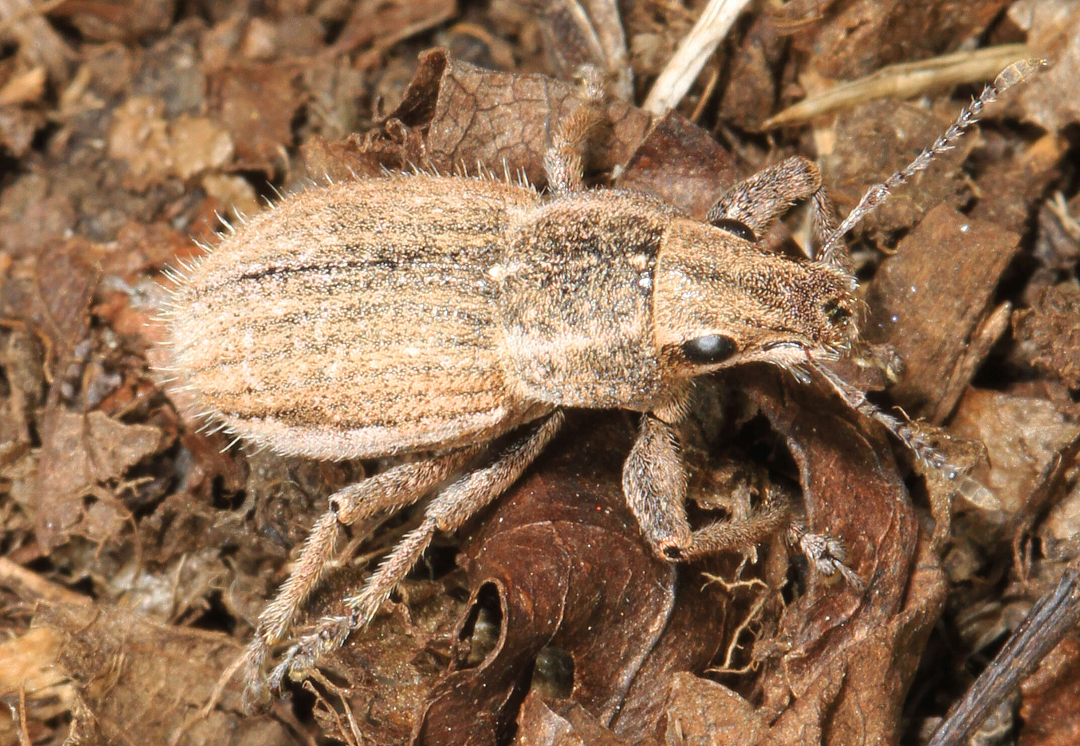 Image of Weevil