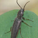 Image of Sylvanelater cylindriformis