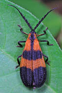 Sivun Calopteron reticulatum (Fabricius 1775) kuva