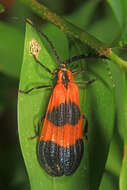 Image of End Band Net-wing