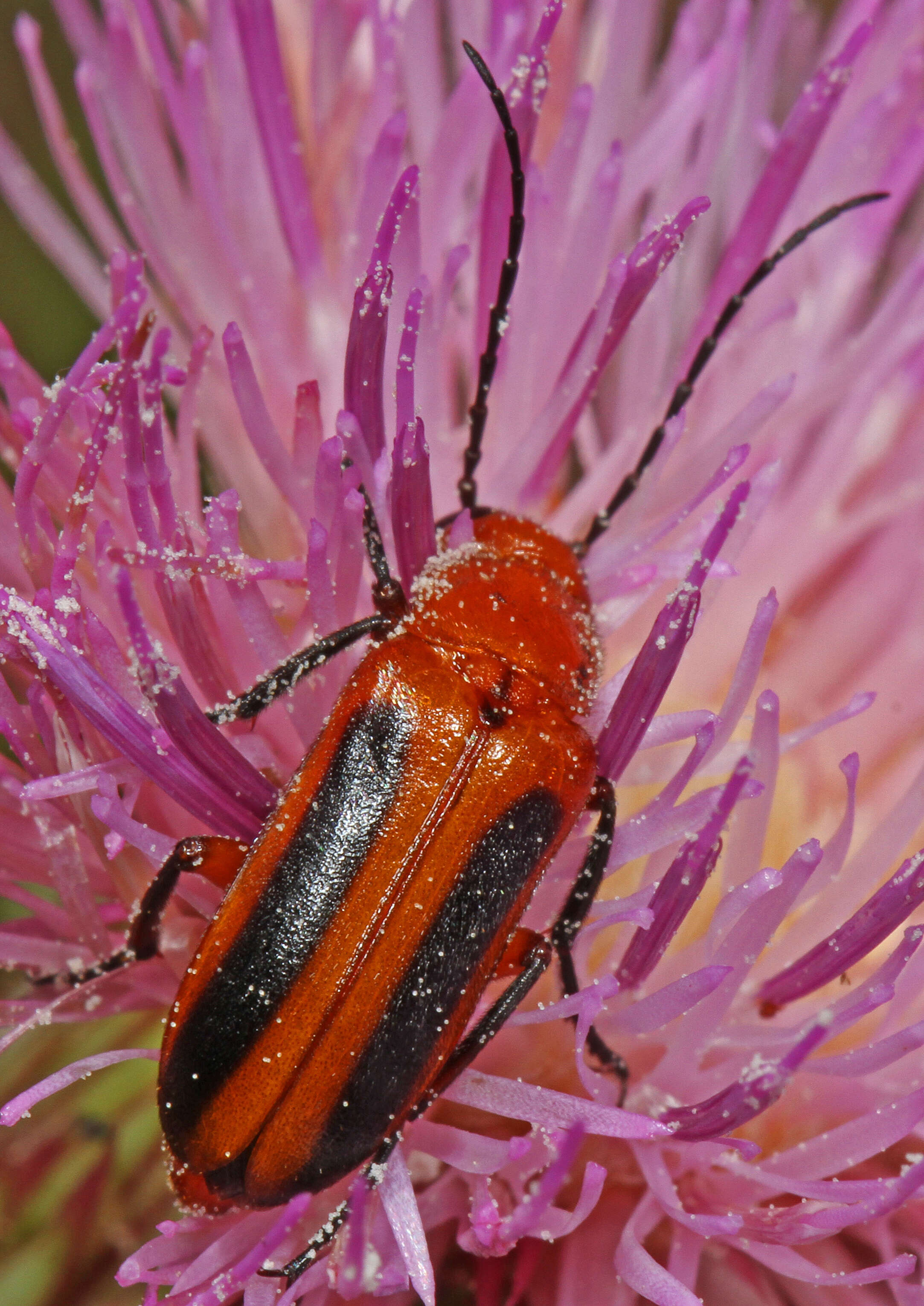 Image of Nemognatha (Nemognatha) piazata (Fabricius 1798)