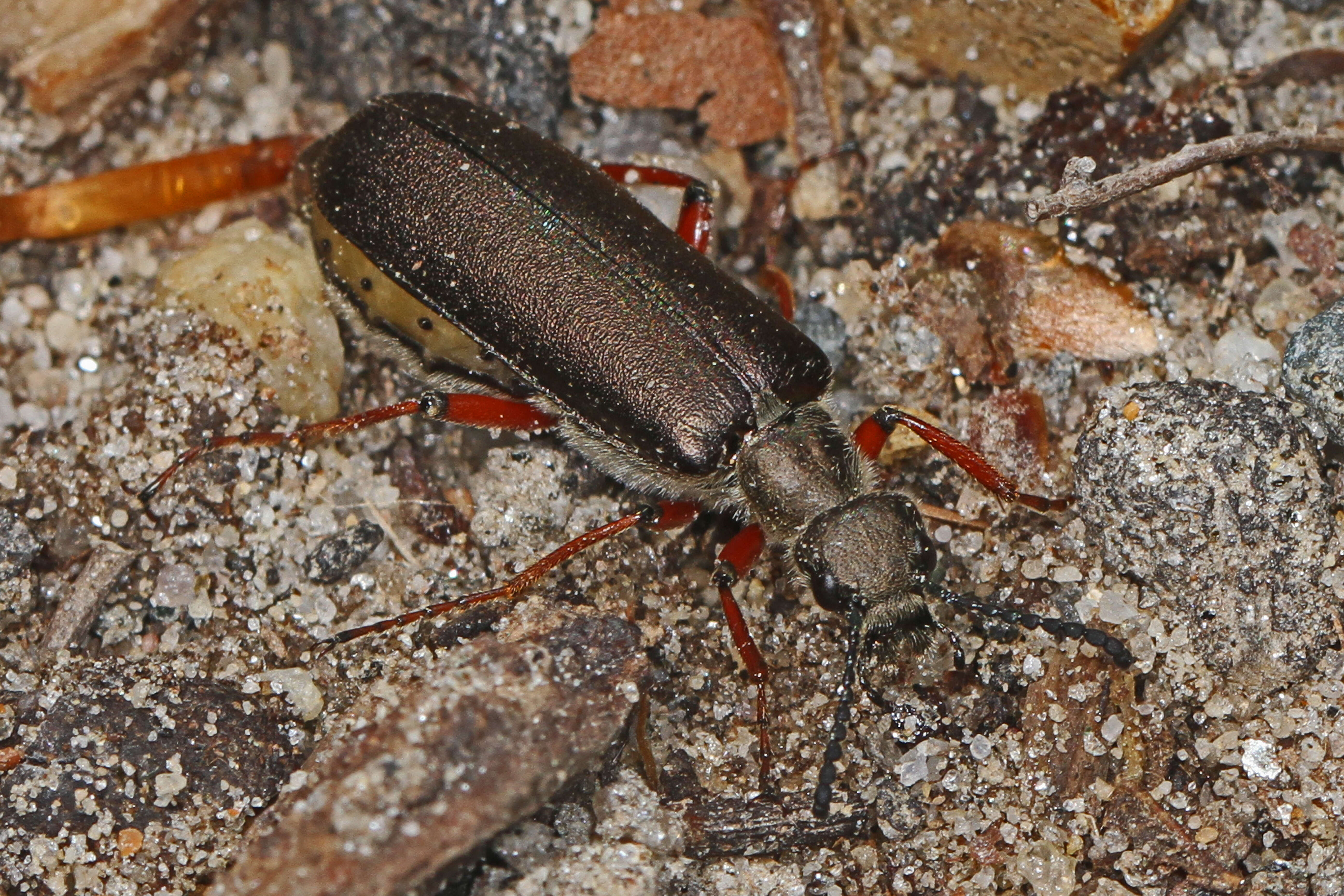 Image of Lytta (Phompodea) aenea Say 1824