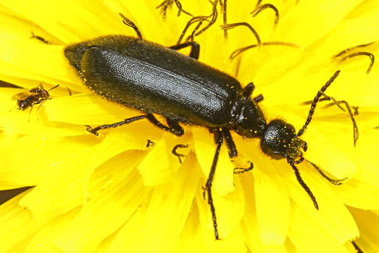 Image of Punctate Blister Beetle