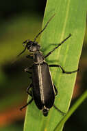 Image of Margined Blister Beetle