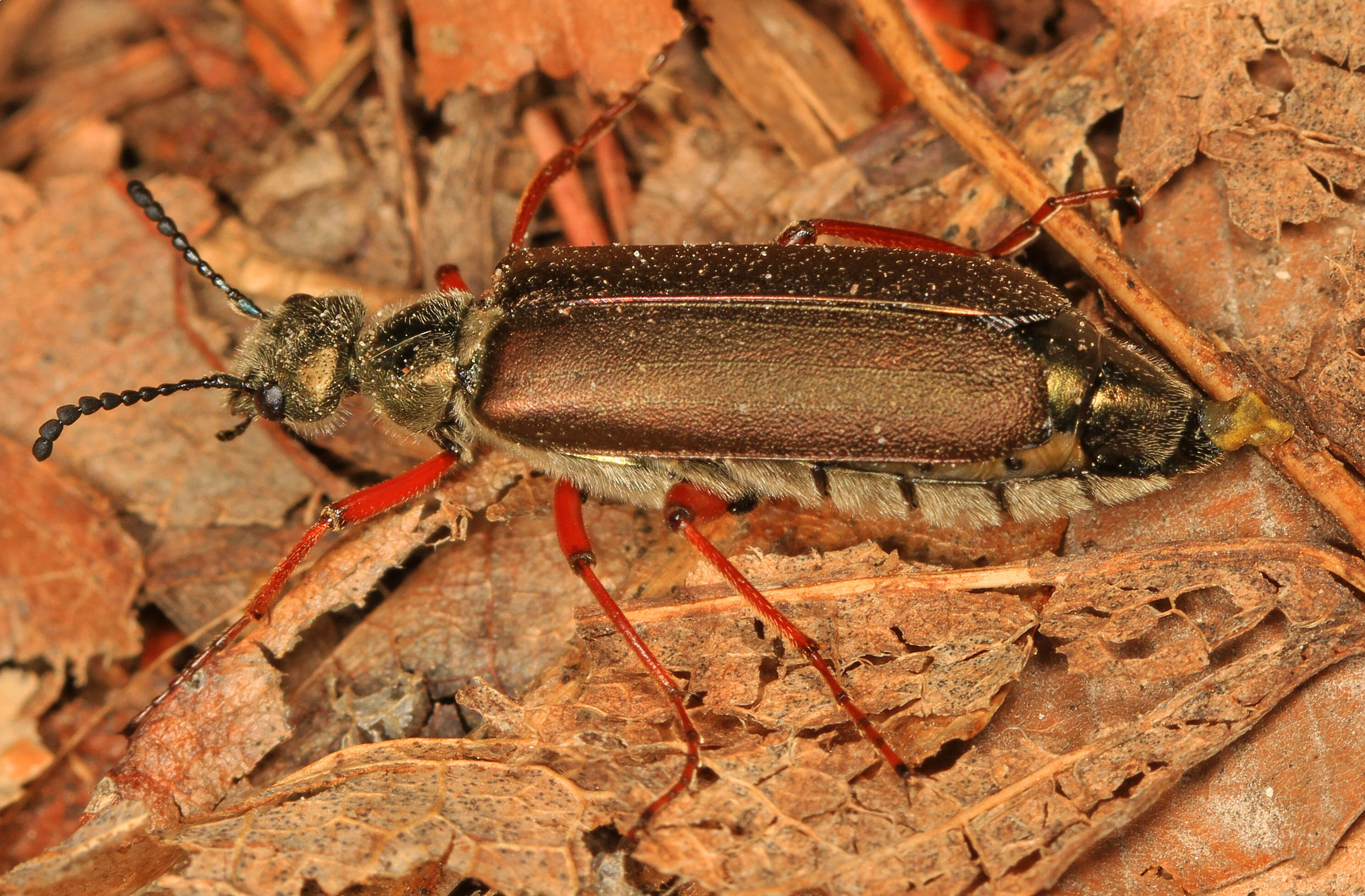 Image of Lytta (Phompodea) aenea Say 1824