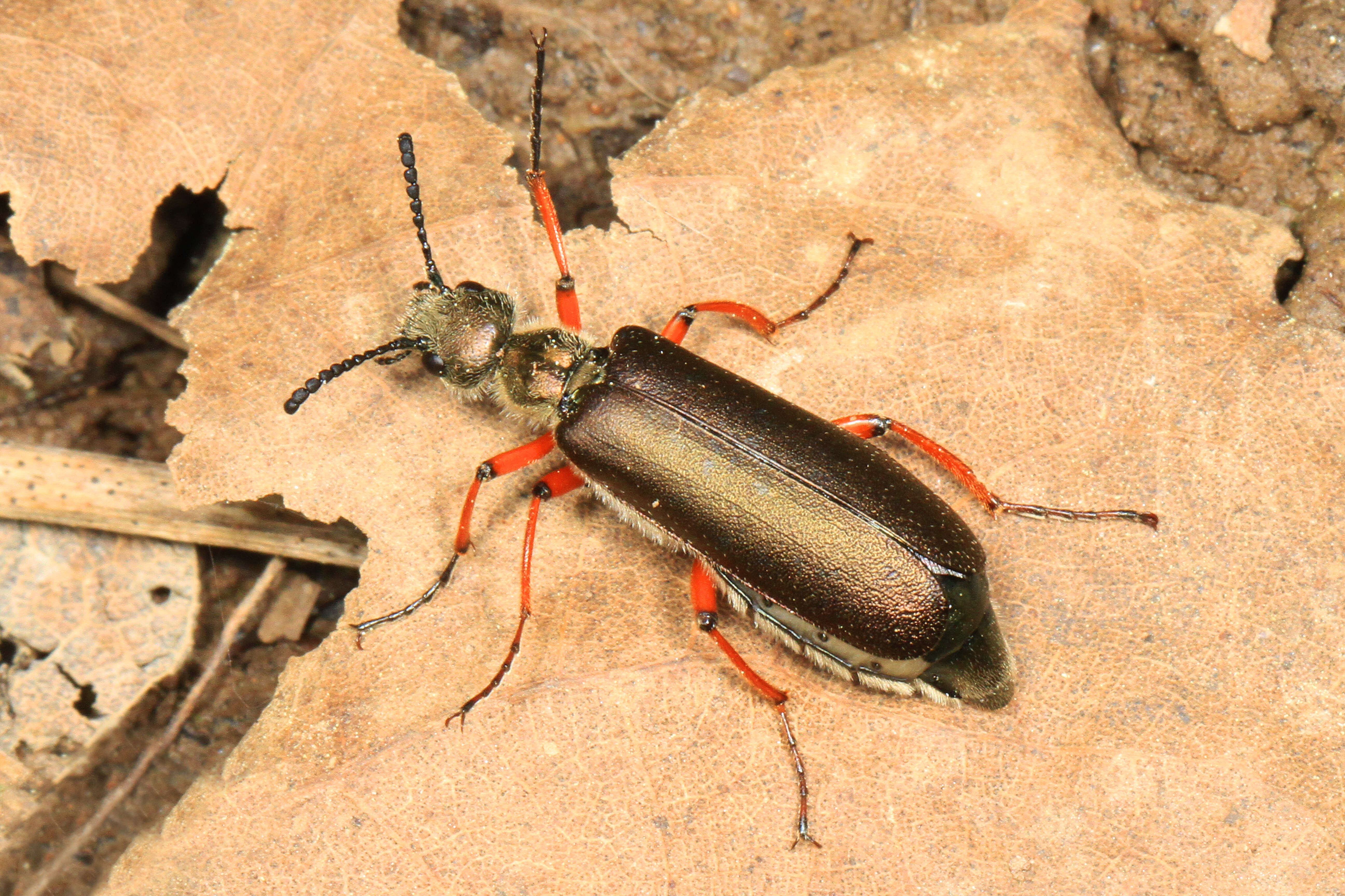 Image of Lytta (Phompodea) aenea Say 1824