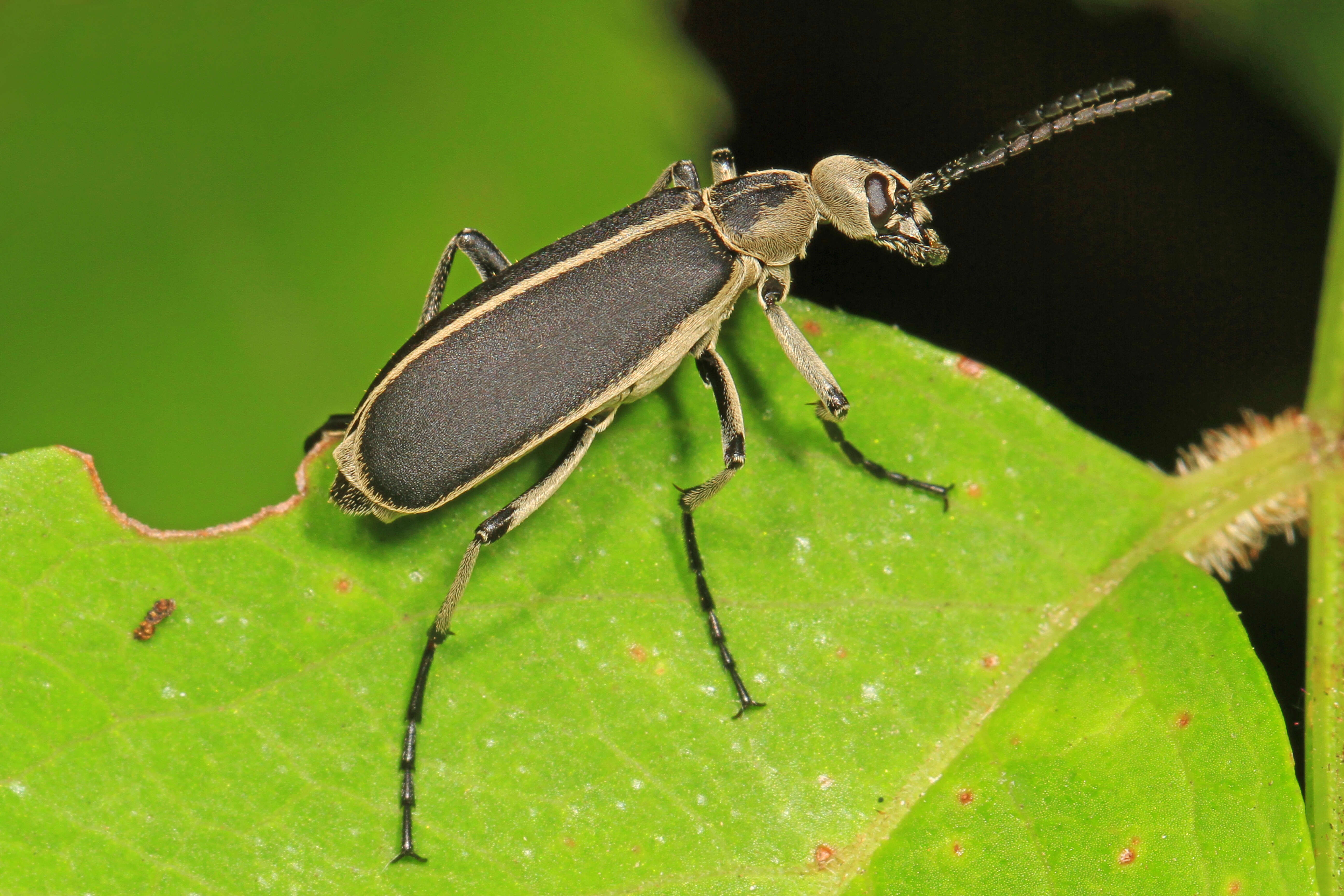 Image of Margined Blister Beetle