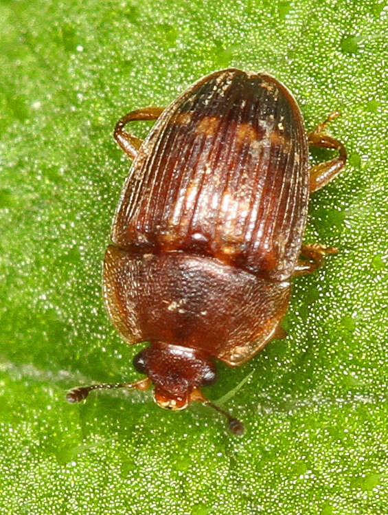 Image of Strawberry Sap Beetle