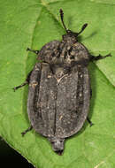 صورة Oiceoptoma inaequale (Fabricius 1781)