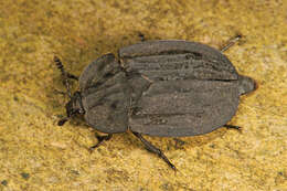 صورة Oiceoptoma inaequale (Fabricius 1781)