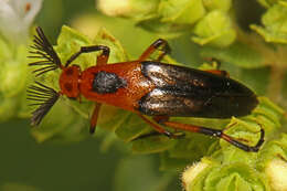 Image of Macrosiagon limbata (Fabricius 1792)